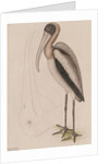 Wood ibis by Mark Catesby