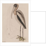 Wood ibis by Mark Catesby
