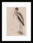 Wood ibis by Mark Catesby
