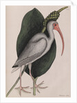 American white ibis by Mark Catesby