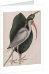 American white ibis by Mark Catesby