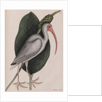 American white ibis by Mark Catesby