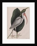 American white ibis by Mark Catesby