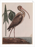 Curlew by Mark Catesby