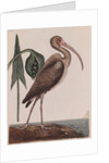 Curlew by Mark Catesby