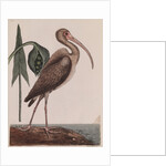 Curlew by Mark Catesby