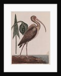 Curlew by Mark Catesby