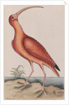 Scarlet ibis by Mark Catesby