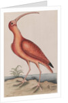 Scarlet ibis by Mark Catesby