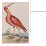Scarlet ibis by Mark Catesby