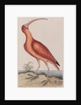 Scarlet ibis by Mark Catesby