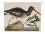 American oystercatcher by Mark Catesby