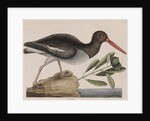 American oystercatcher by Mark Catesby
