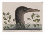Brown booby by Mark Catesby