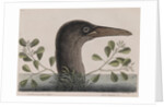 Brown booby by Mark Catesby