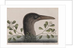 Brown booby by Mark Catesby