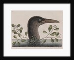 Brown booby by Mark Catesby
