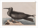 White-capped noddy by Mark Catesby