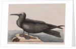 White-capped noddy by Mark Catesby