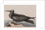 White-capped noddy by Mark Catesby