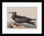 White-capped noddy by Mark Catesby
