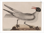 Laughing gull by Mark Catesby