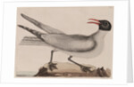 Laughing gull by Mark Catesby