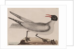 Laughing gull by Mark Catesby