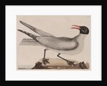 Laughing gull by Mark Catesby