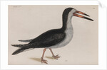 Black skimmer by Mark Catesby