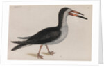 Black skimmer by Mark Catesby