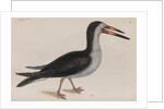 Black skimmer by Mark Catesby