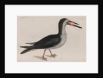 Black skimmer by Mark Catesby