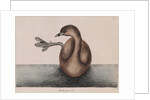 Pied-billed grebe by Mark Catesby