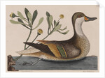 White-cheeked pintail by Mark Catesby