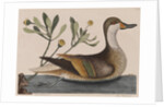 White-cheeked pintail by Mark Catesby