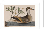 White-cheeked pintail by Mark Catesby