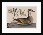 White-cheeked pintail by Mark Catesby