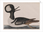 Hooded merganser by Mark Catesby
