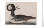 Hooded merganser by Mark Catesby