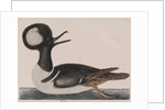 Hooded merganser by Mark Catesby