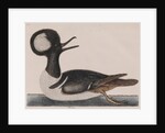Hooded merganser by Mark Catesby