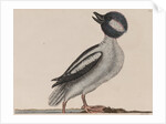 Male bufflehead by Mark Catesby