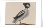 Male bufflehead by Mark Catesby