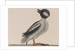 Male bufflehead by Mark Catesby