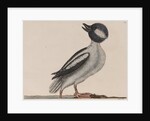 Male bufflehead by Mark Catesby