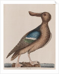 Blue-winged shoveler by Mark Catesby