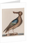 Blue-winged shoveler by Mark Catesby