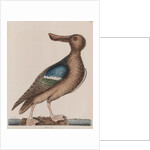 Blue-winged shoveler by Mark Catesby