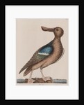 Blue-winged shoveler by Mark Catesby
